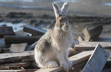 Photo of a snowshoe hare