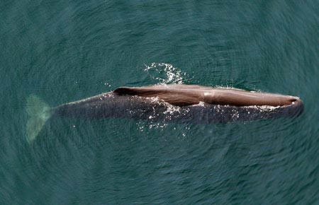 Photo of a Sperm Whale