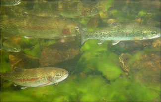 Photo of a Steelhead / Rainbow Trout