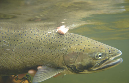 Photo of a Steelhead / Rainbow Trout