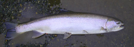 Photo of a Steelhead / Rainbow Trout