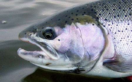 Photo of a Steelhead / Rainbow Trout