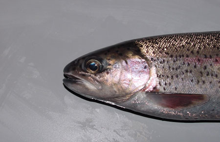 Photo of a Steelhead / Rainbow Trout