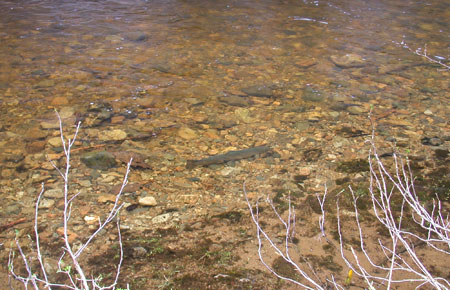 Photo of a Steelhead / Rainbow Trout