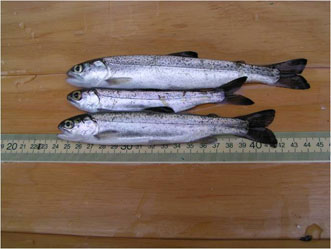 Photo of a Steelhead / Rainbow Trout