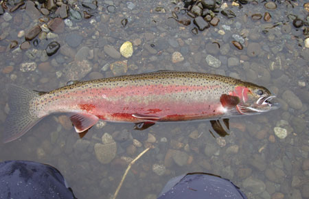 Photo of a Steelhead / Rainbow Trout