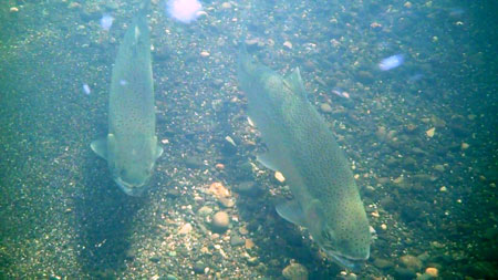 Photo of a Steelhead / Rainbow Trout