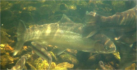 Photo of a Steelhead / Rainbow Trout