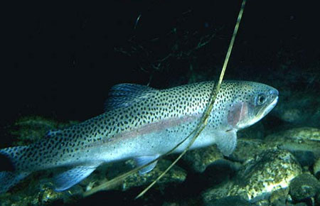 Photo of a Steelhead / Rainbow Trout