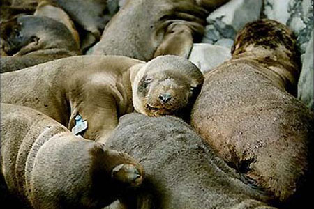 Photo of a Steller Sea Lion