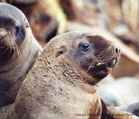 Photo of a Steller Sea Lion