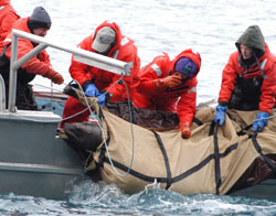 Research capturing sea lion