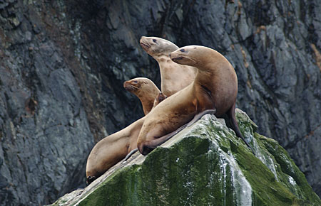 Photo of a Steller Sea Lion