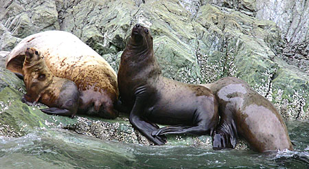 Photo of a Steller Sea Lion