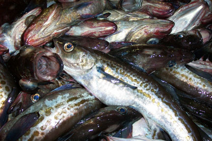 Photo of a Walleye Pollock