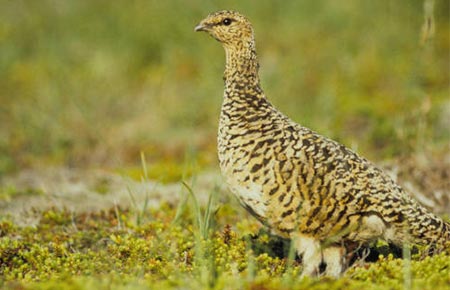 Photo of a Willow Ptarmigan