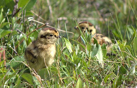 Photo of a Willow Ptarmigan