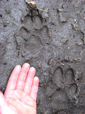 Image of Wolf tracks