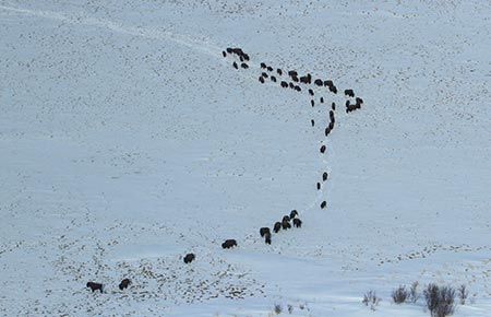 Photo of a Wood Bison