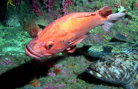 Photo of a Yelloweye Rockfish