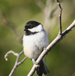 Black-cap chickadee