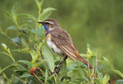 Male bluethroat