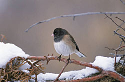 Photo of a dark-eyed junco