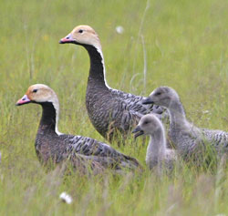 Emperor goose family