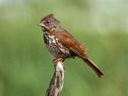 Photo of a fox sparrow