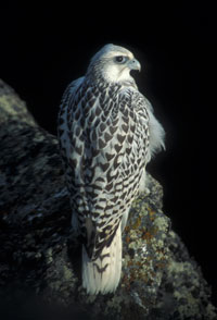 Photo of a gyrfalcon