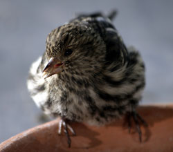 Photo of a pine siskin