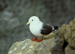 Red-legged kittiwake