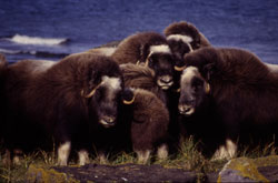 Photo of a muskox