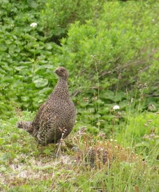 photo of Dewey Lakes Trail System area wildlife