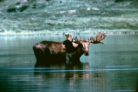 photo of Haines Highway area wildlife